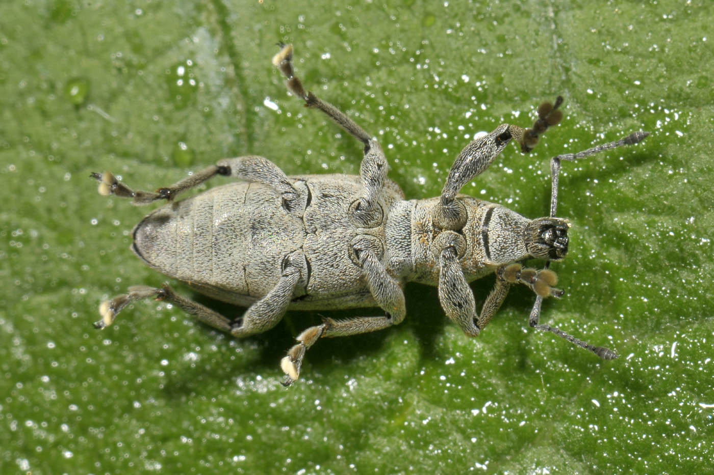 Curculionidae: Tanymecus palliatus?